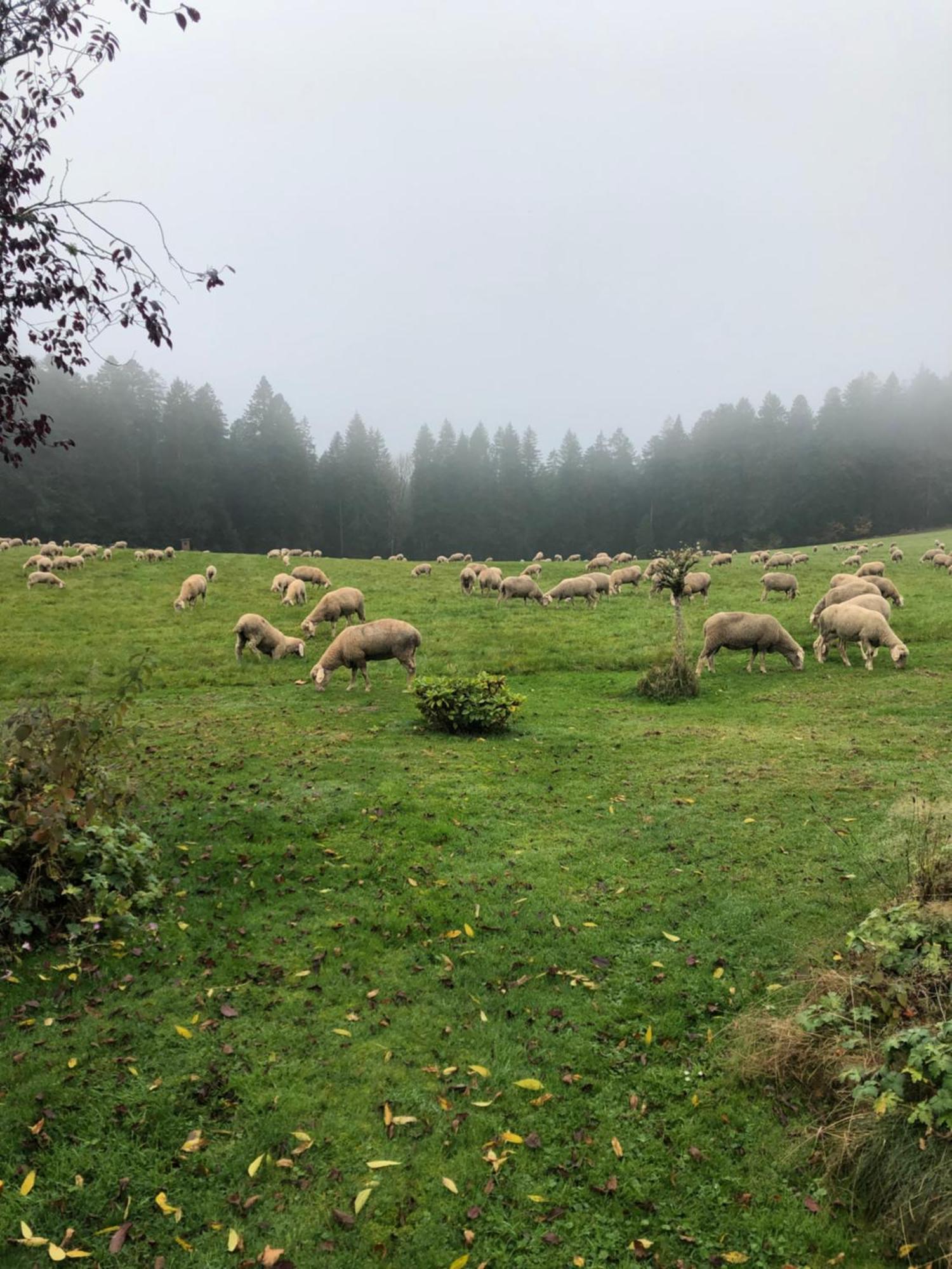 Solhof-Schoemberg Loßburg Екстериор снимка